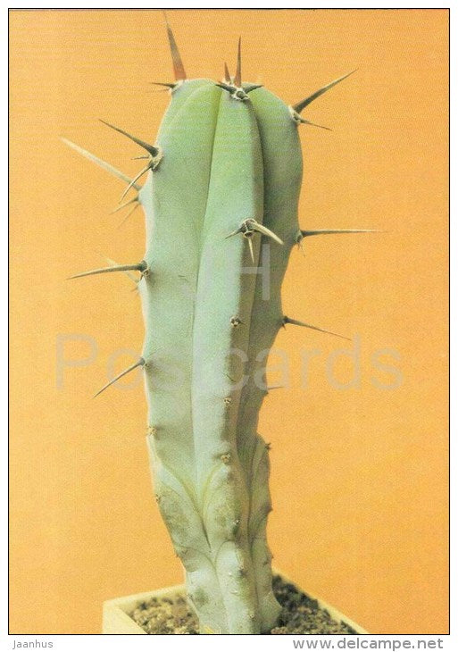 Blue Candle - Myrtillocactus geometrizans - cactus - plants - 1990 - Russia USSR - unused - JH Postcards