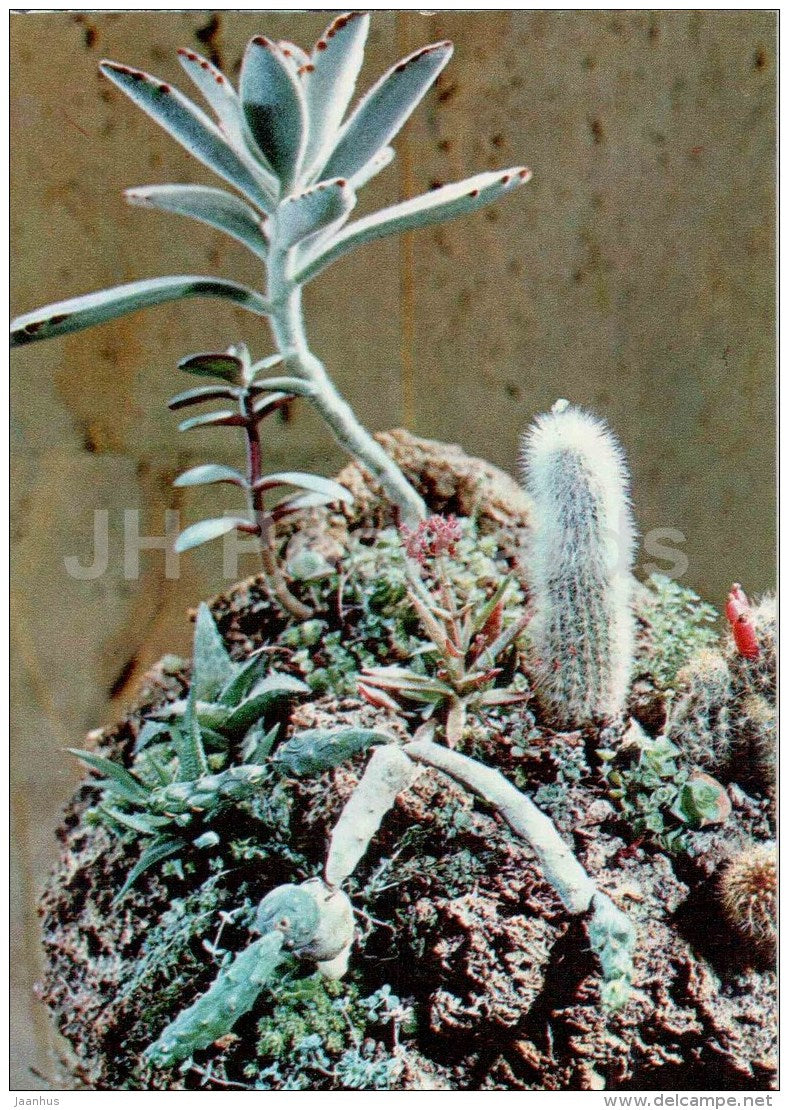 composition - flowering stones - cactus - flowers - floriculture and gardening pavilion - 1976 - Russia USSR - unused - JH Postcards