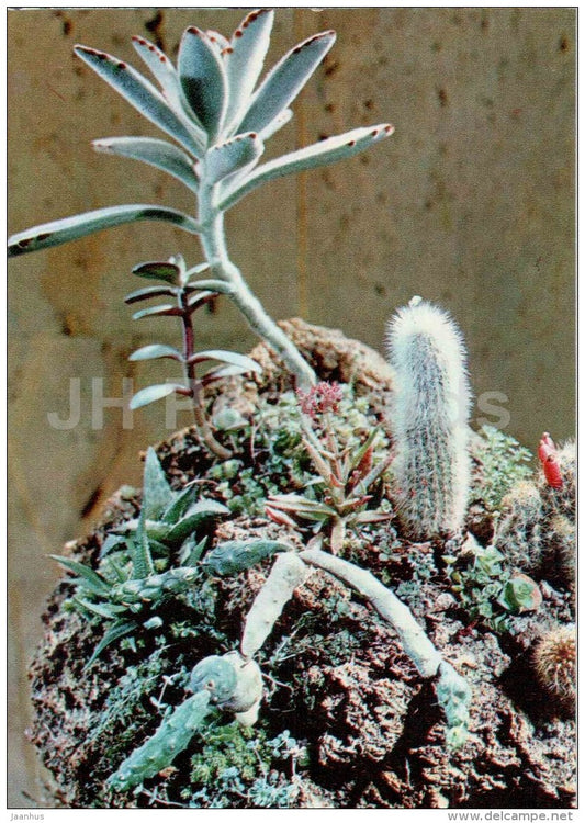 composition - flowering stones - cactus - flowers - floriculture and gardening pavilion - 1976 - Russia USSR - unused - JH Postcards