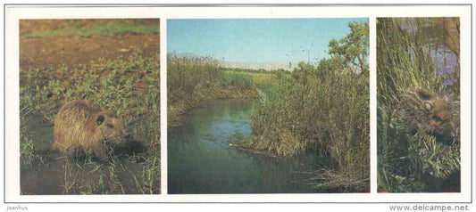 Nutria - Wild Boar - river - Tigrovaya Balka Nature Reserve - 1983 - Russia USSR - unused - JH Postcards