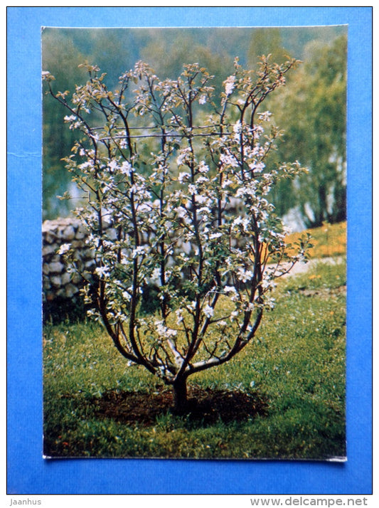 Malus Domestica Borich - Smith´ apple - plants - Botanical Garden of the USSR - 1973 - Russia USSR - JH Postcards