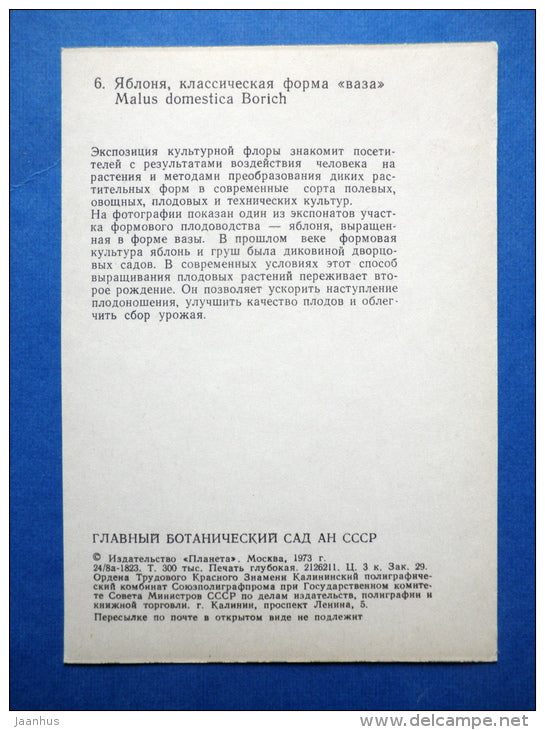 Malus Domestica Borich - Smith´ apple - plants - Botanical Garden of the USSR - 1973 - Russia USSR - JH Postcards