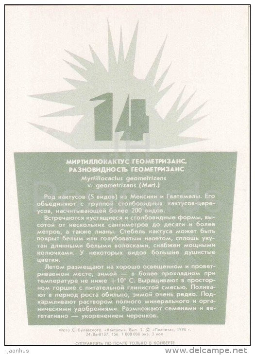 Blue Candle - Myrtillocactus geometrizans - cactus - plants - 1990 - Russia USSR - unused - JH Postcards