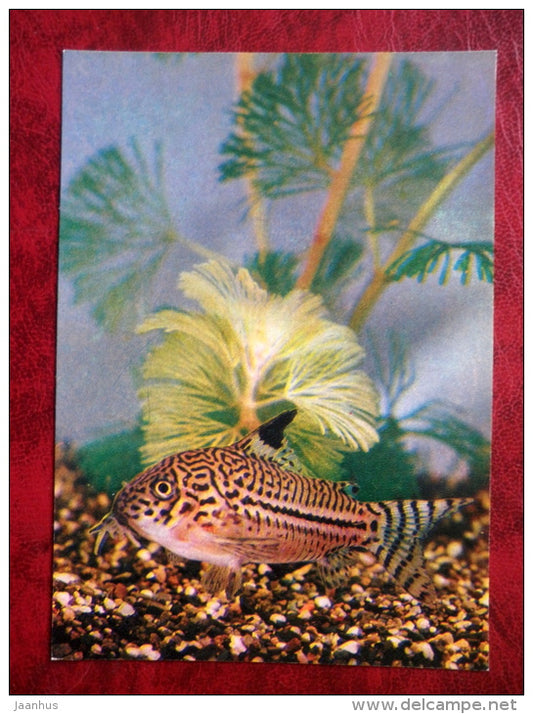 Corydoras julii - aquarium fish - 1980 - Russia USSR - unused - JH Postcards
