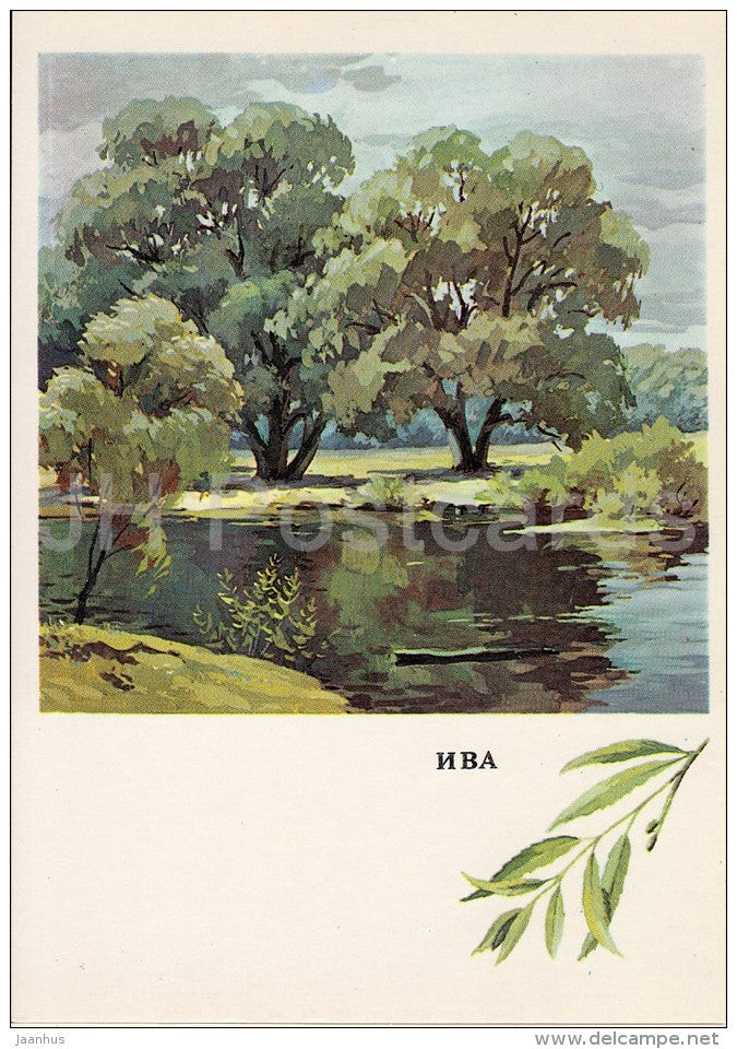Willow - Salix - Russian Forest - trees - illustration by G. Bogachev - 1979 - Russia USSR - unused - JH Postcards