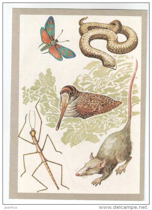 stick insect - opossum - woodcock - Heterodon - butterfly - Animals defend themselves - 1988 - Russia USSR - unused - JH Postcards