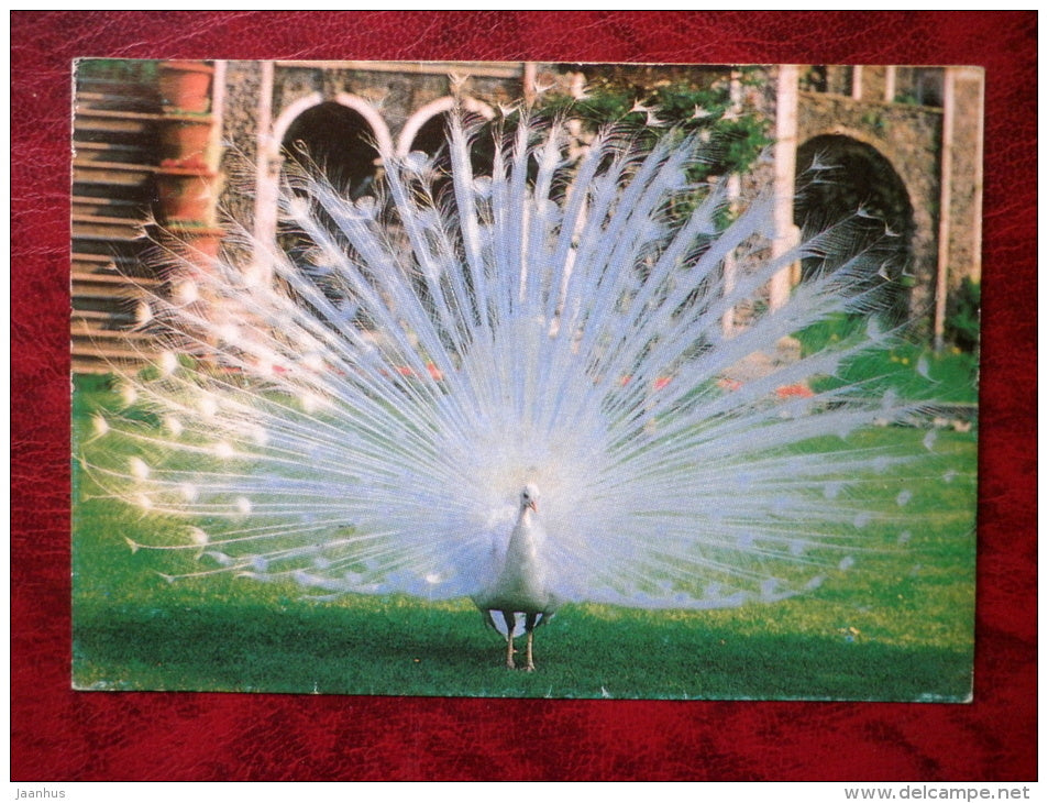 leucistic India white peafowl - peacock - Pavo - birds - India - unused - JH Postcards