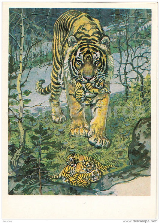 Tiger , Panthera tigris - Endangered species - illustration by V. Gorbatov - 1990 - Russia USSR - unused - JH Postcards