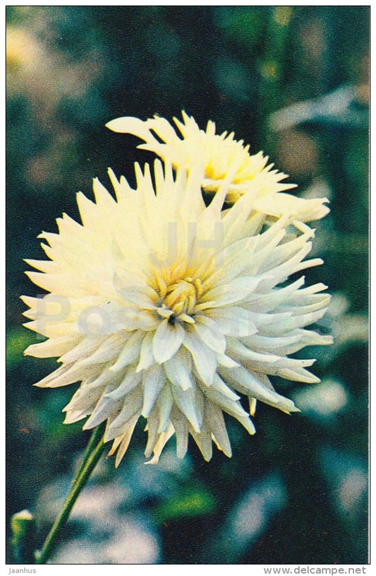 dahlia White Olympia - flowers - 1972 - Russia USSR - unused - JH Postcards