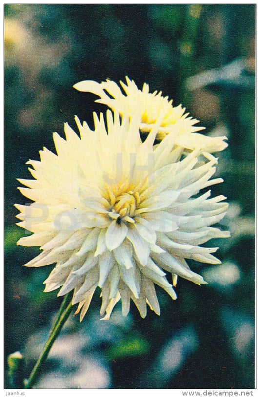 dahlia White Olympia - flowers - 1972 - Russia USSR - unused - JH Postcards