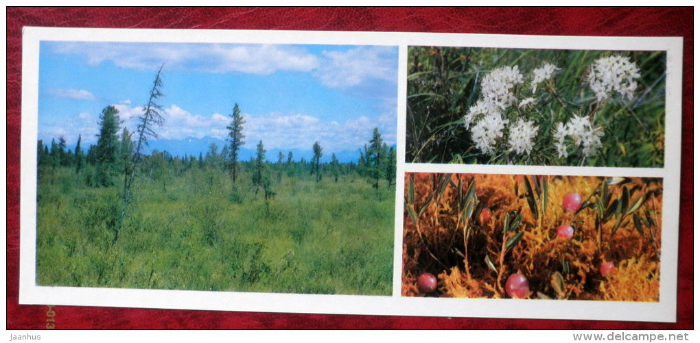 Kaltus - plants - Barguzinsky Nature Reserve - near lake Baikal - 1975 - Russia USSR - unused - JH Postcards