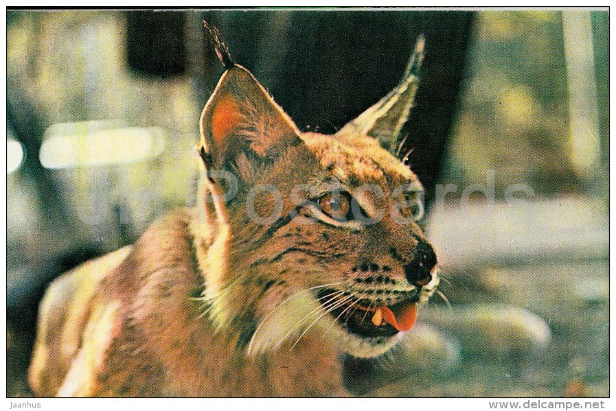 Eurasian lynx - Lynx lynx - Zoo - 1976 - Russia USSR - unused - JH Postcards