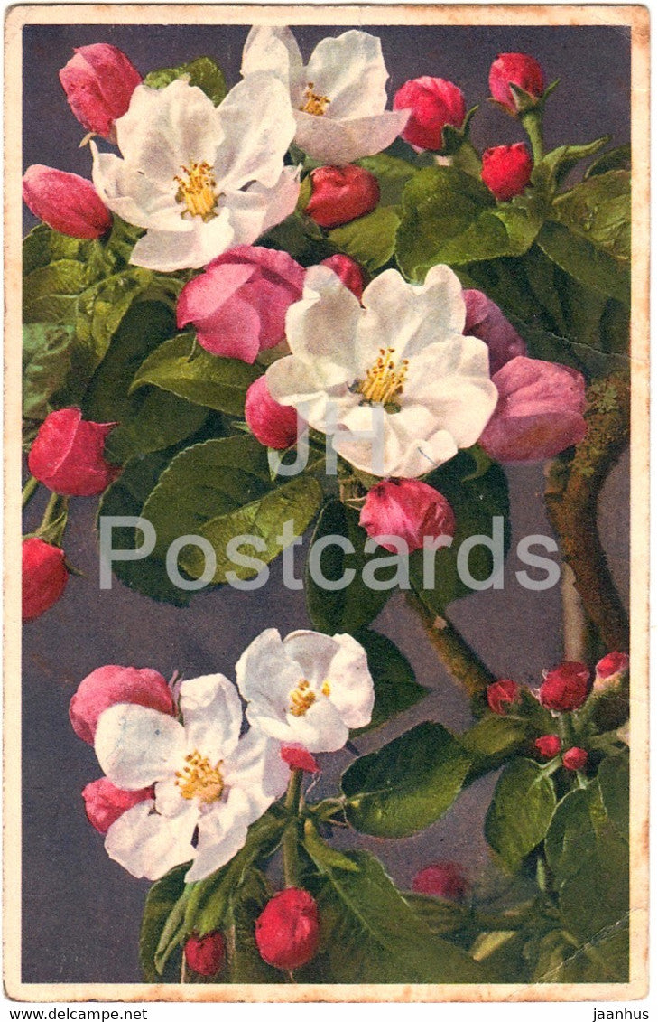 Pyrus Malus - Apfelblute - apple bloom - Fleurs de pommier - old postcard - Germany - used - JH Postcards