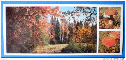 mushrooms - boletus , toadstool - autumn - Moscow Oblast - Podmoskovye - 1977 - Russia USSR - unused - JH Postcards