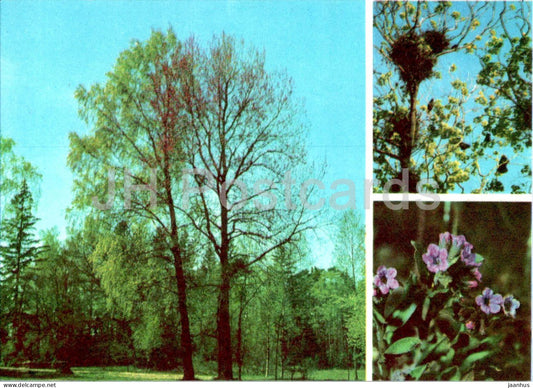 Park - Lungwort - Pulmonaria officinalis - plants - 1977 - Estonia USSR - unused - JH Postcards