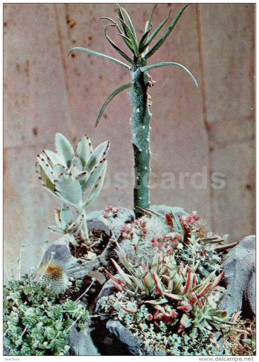 composition - flowering stones - 1 cactus - flowers - floriculture and gardening pavilion - 1976 - Russia USSR - unused - JH Postcards