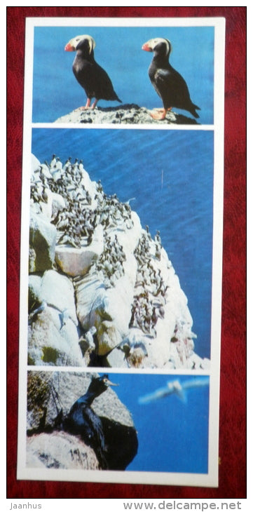 birds - Komandorski Commander islands - 1975 - Russia USSR - unused - JH Postcards