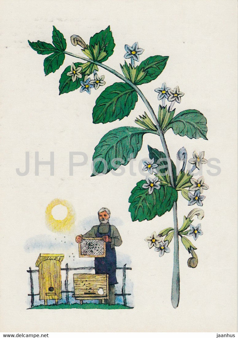 Melissa - Spice Plants - 1986 - Russia USSR - unused - JH Postcards