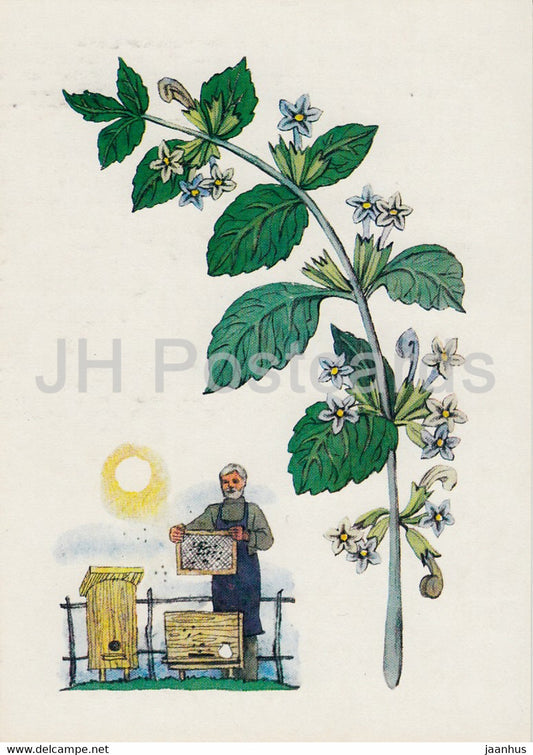 Melissa - Spice Plants - 1986 - Russia USSR - unused - JH Postcards