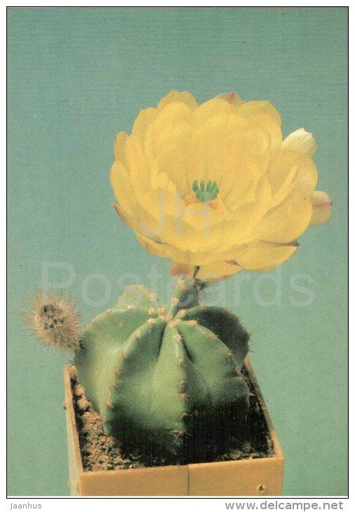 Echinocereus subinermis - cactus - plants - 1990 - Russia USSR - unused - JH Postcards
