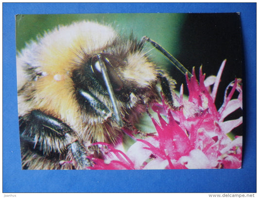 Bumblebee - Bombus sp - insects - 1980 - Russia USSR - unused - JH Postcards