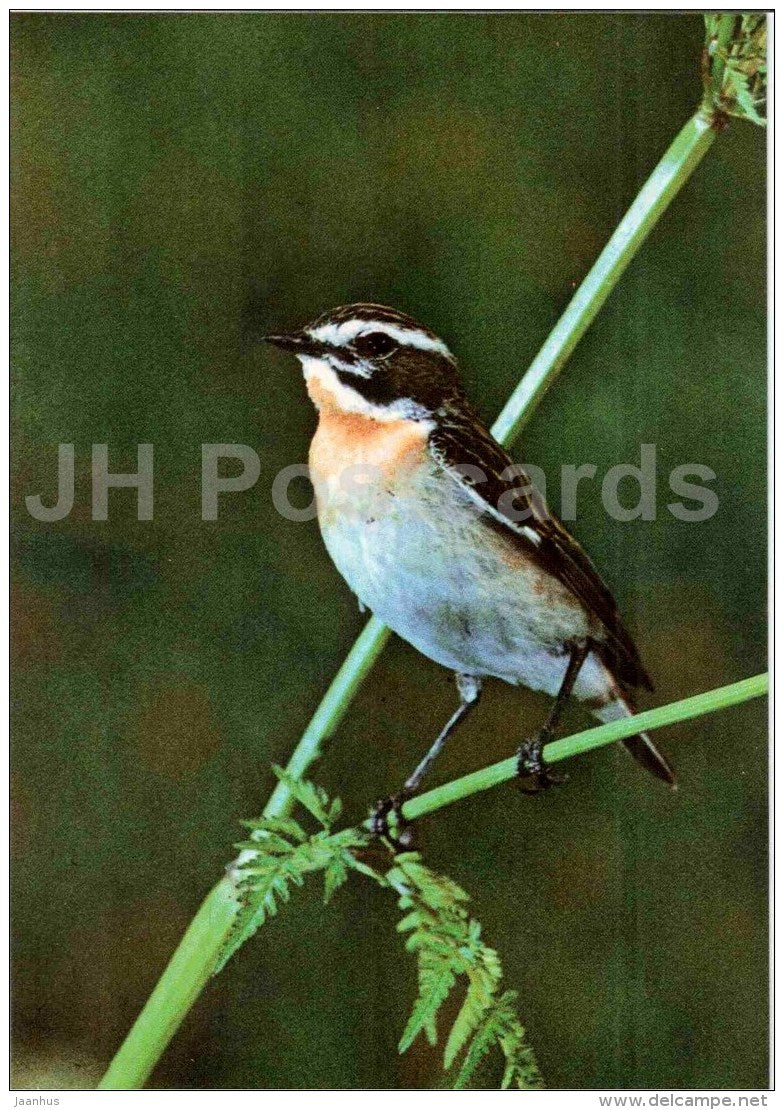 Whinchat - Saxicola rubetra - bird - Estonian Birds - 1987 - Estonia USSR - unused - JH Postcards