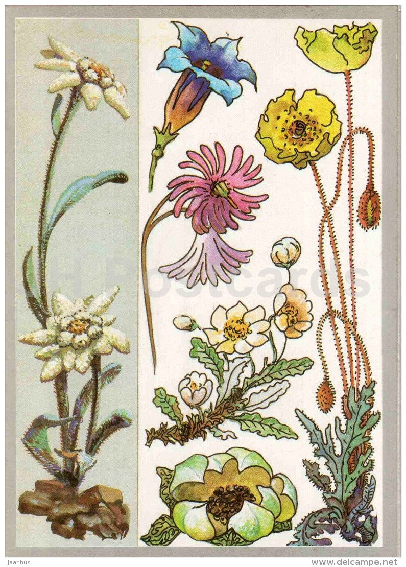 Alpine poppy - soldanella - gentian - edelweiss - Alpine Plants - Amazing Plants - 1989 - Russia USSR - unused - JH Postcards