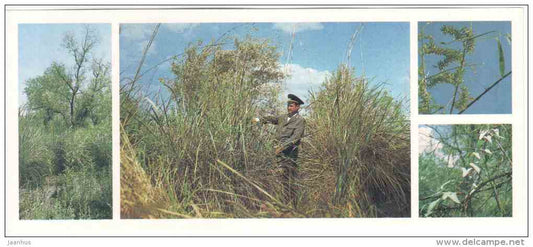 Riparian Thickets - Tigrovaya Balka Nature Reserve - 1983 - Russia USSR - unused - JH Postcards