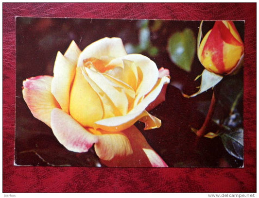 yellow rose Gloria Dei - flowers - 1976 - Russia - USSR - unused - JH Postcards