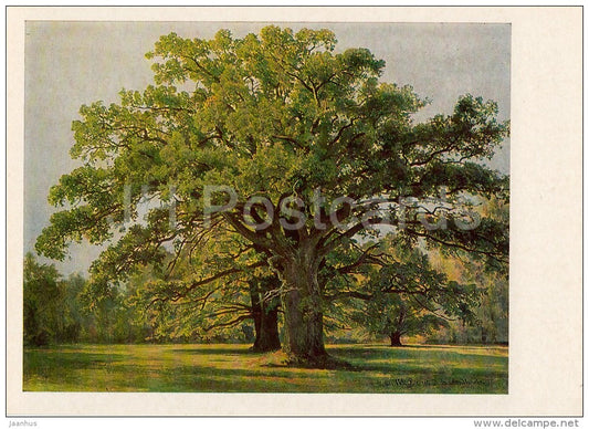 painting by I. Shishkin - Oak trees in Old Peterhof , 1891 - Russian art - Russia USSR - 1983 - unused - JH Postcards