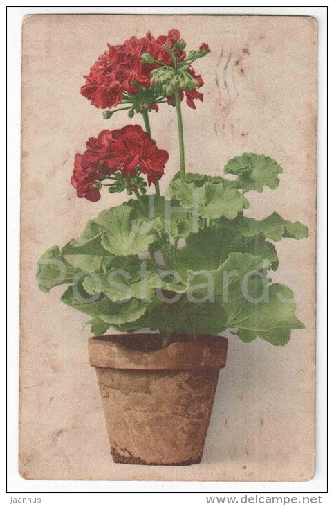 Greeting Card - flower pot - flowers - old postcard - circulated in Estonia - JH Postcards