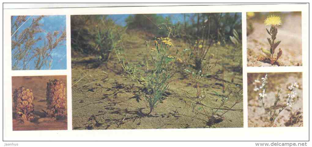 Flowers - Tigrovaya Balka Nature Reserve - 1983 - Russia USSR - unused - JH Postcards