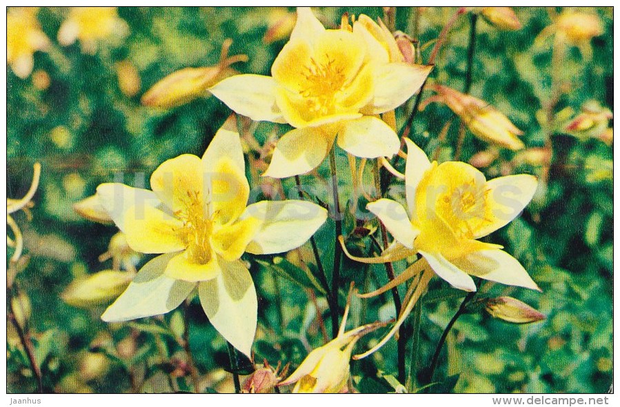 Yellow Columbine - flowers - 1972 - Russia USSR - unused - JH Postcards