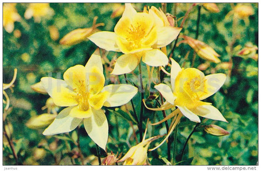Yellow Columbine - flowers - 1972 - Russia USSR - unused - JH Postcards