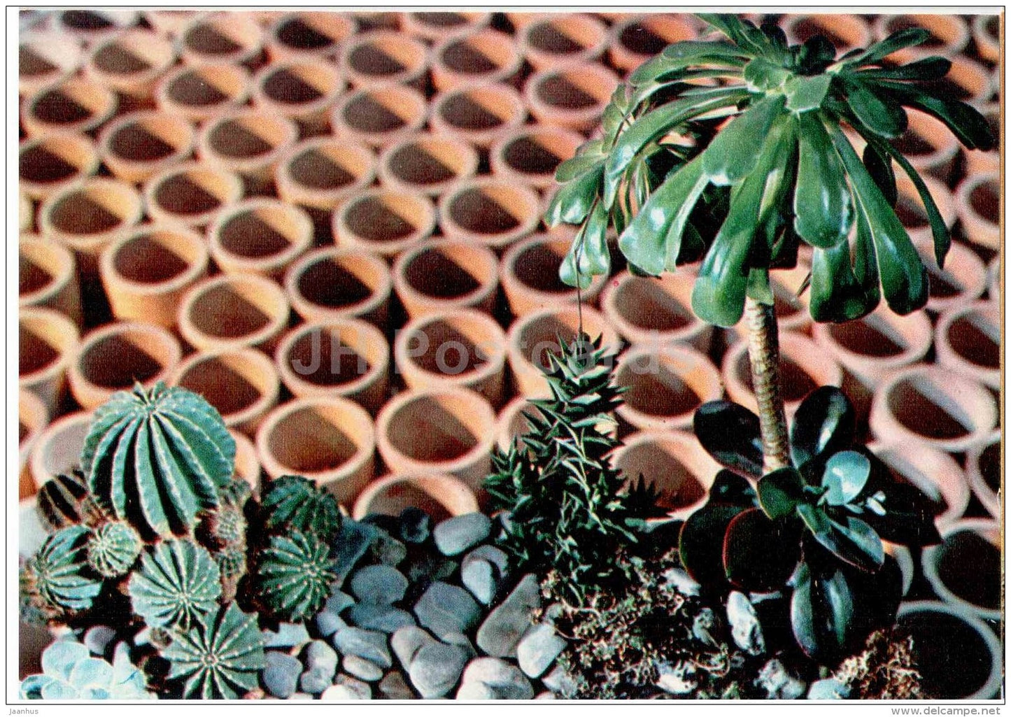 composition Desert Area - flowers - floriculture and gardening pavilion - 1976 - Russia USSR - unused - JH Postcards