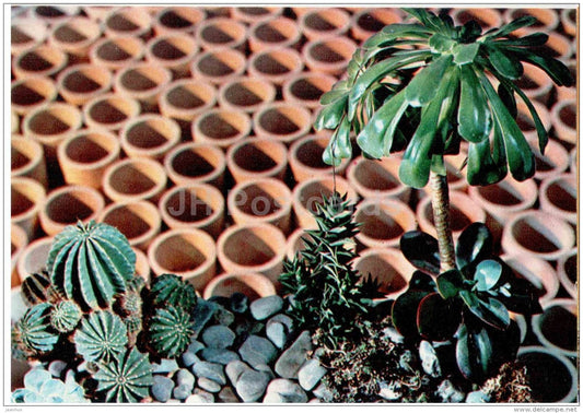 composition Desert Area - flowers - floriculture and gardening pavilion - 1976 - Russia USSR - unused - JH Postcards