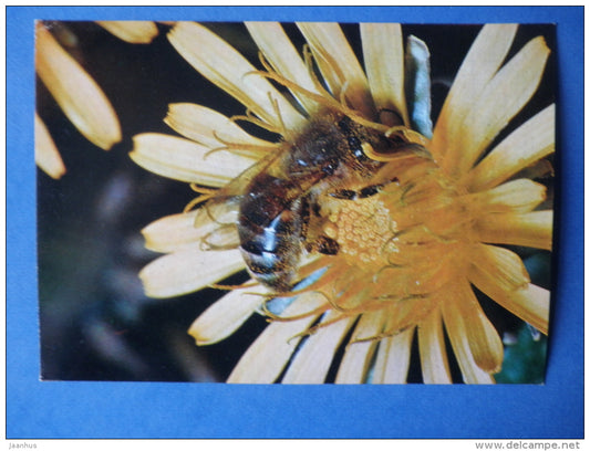 Western honey bee - Apis mellifera - insects - 1980 - Russia USSR - unused - JH Postcards
