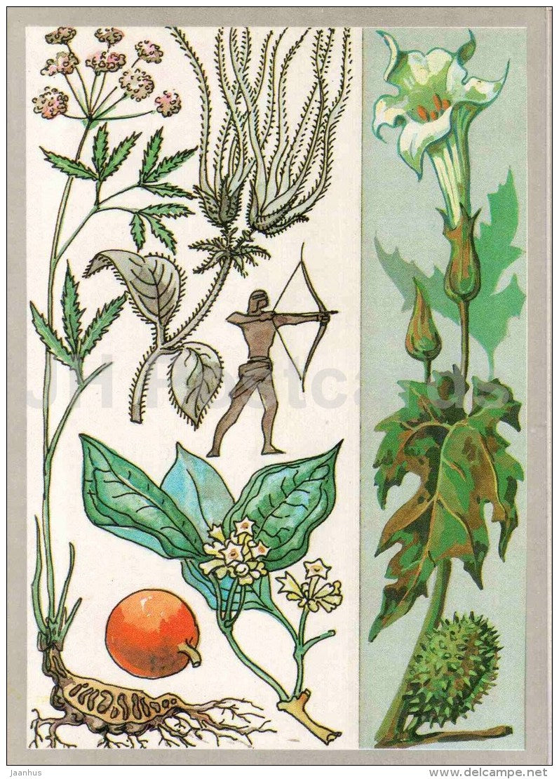 datura - Strychnos - strophanthus - milestones poisonous - Noxious Plants - Amazing Plants - 1989 - Russia USSR - unused - JH Postcards