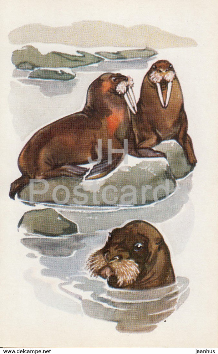Walrus - Odobenus rosmarus - illustration - Polar Animals - 1972 - Russia USSR - unused - JH Postcards