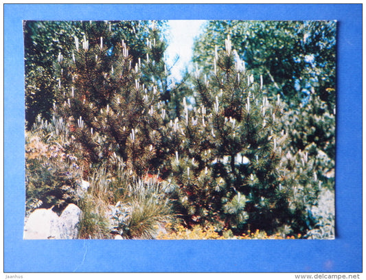 Pinus mugo - Mountain pine - trees - Botanical Garden of the USSR - 1973 - Russia USSR - JH Postcards