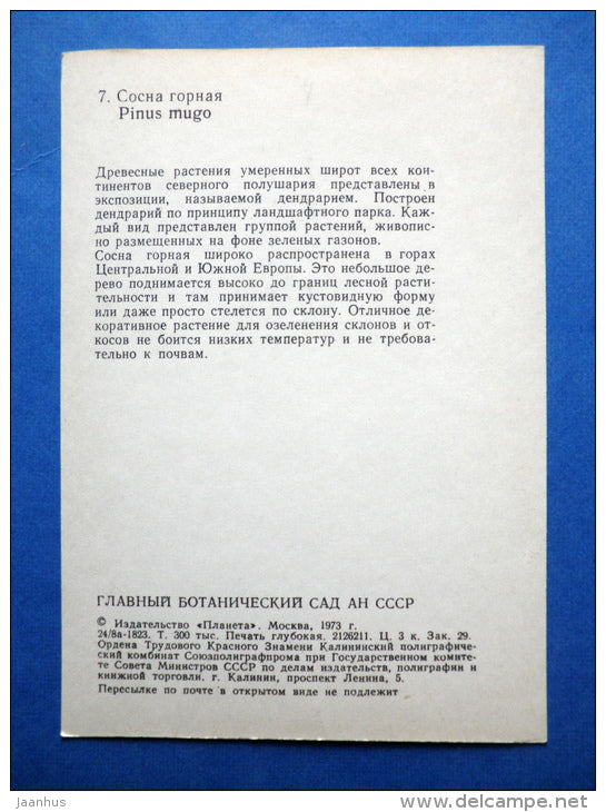 Pinus mugo - Mountain pine - trees - Botanical Garden of the USSR - 1973 - Russia USSR - JH Postcards