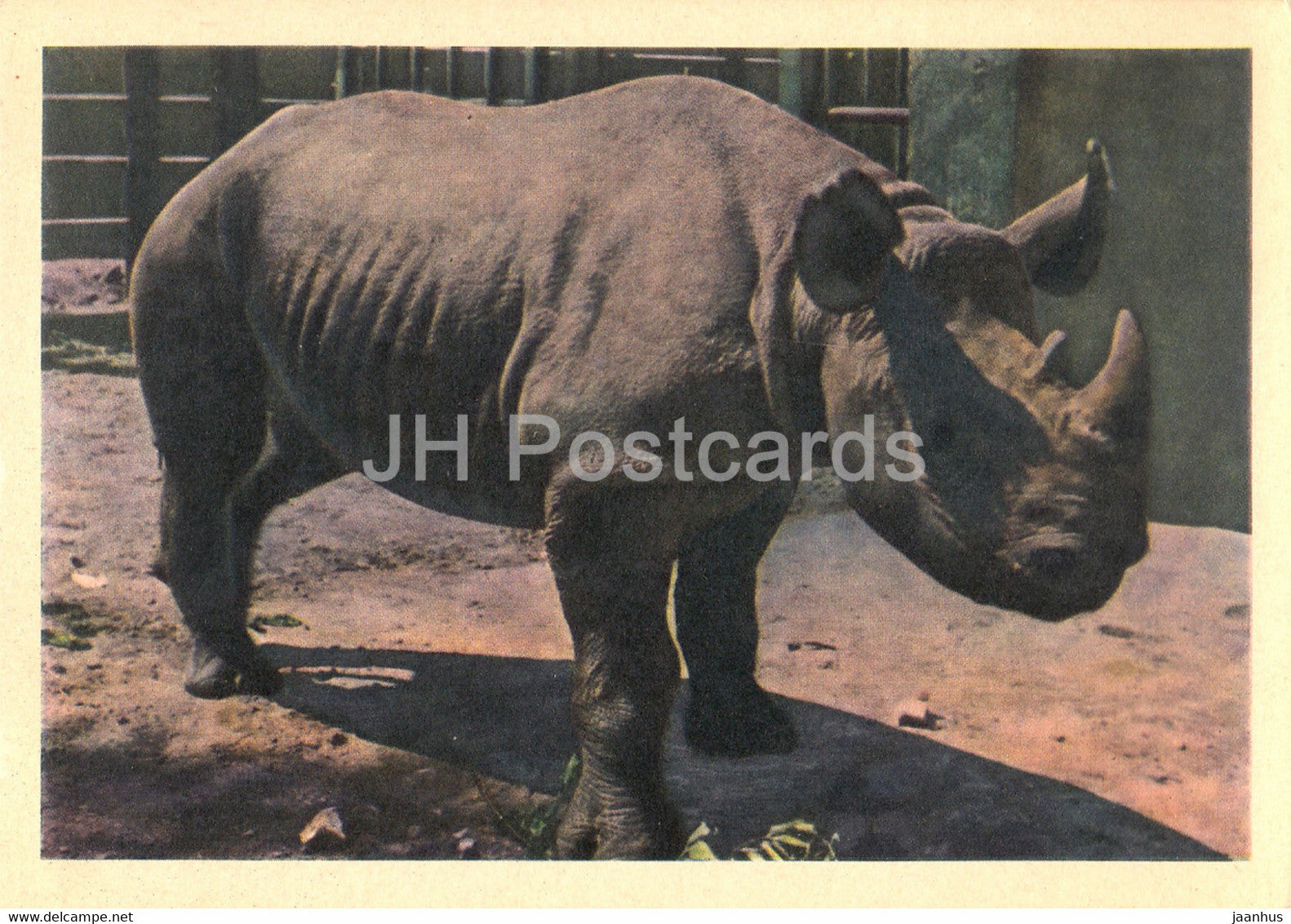 Rhinoceros - Moscow Zoo - 1963 - Russia USSR - unused - JH Postcards