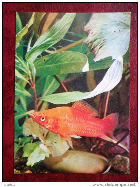 Blood Red Eye Swordtail - Xiphophorus helleri - aquarium fish - 1980 - Russia USSR - unused - JH Postcards