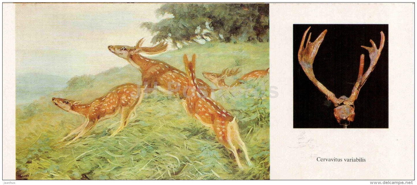 Cervavitus variabilis - deer - skull - illustration by Flerov - paleontology - 1989 - Russia USSR - unused - JH Postcards