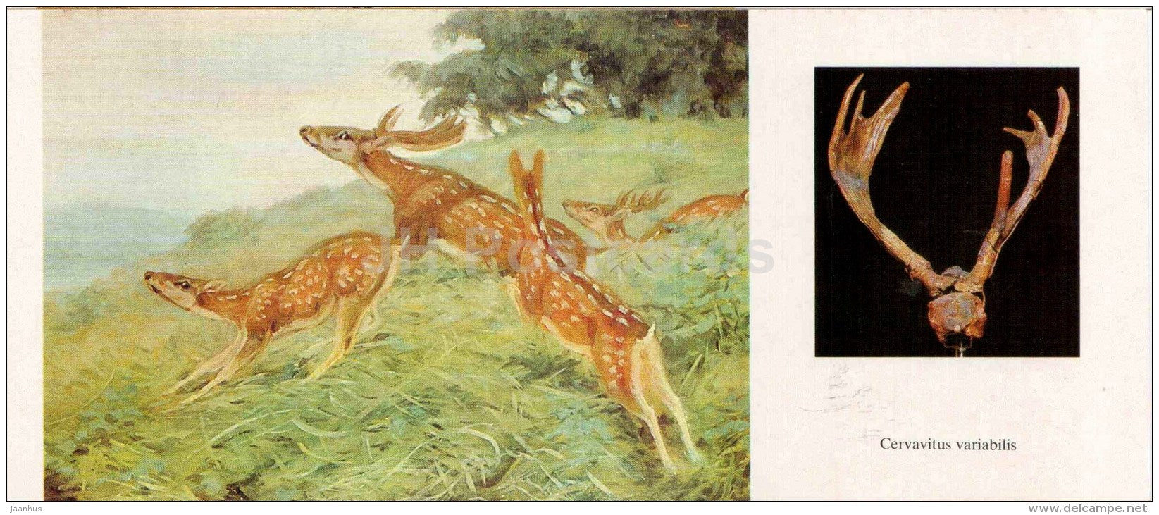Cervavitus variabilis - deer - skull - illustration by Flerov - paleontology - 1989 - Russia USSR - unused - JH Postcards