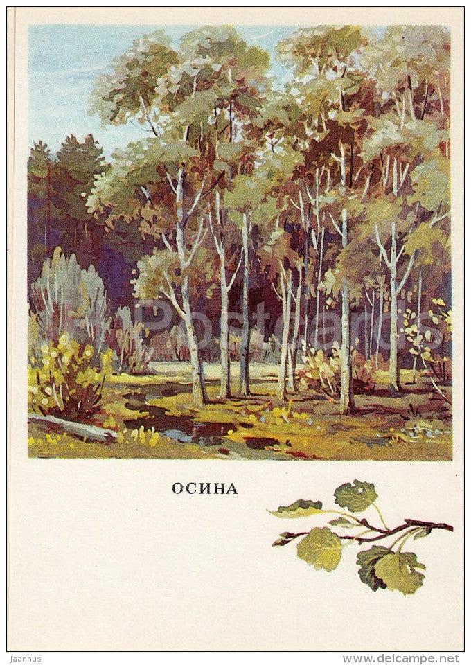 Aspen - Populus - Russian Forest - trees - illustration by G. Bogachev - 1979 - Russia USSR - unused - JH Postcards