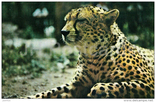 Cheetah - Acinonyx jubatus - Zoo - 1976 - Russia USSR - unused - JH Postcards
