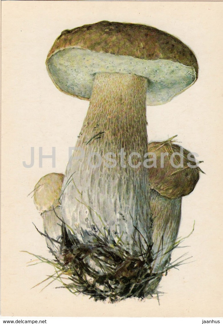 Boletus - Leccinum - illustration by A. Shipilenko - Mushrooms - 1976 - Russia USSR - unused - JH Postcards