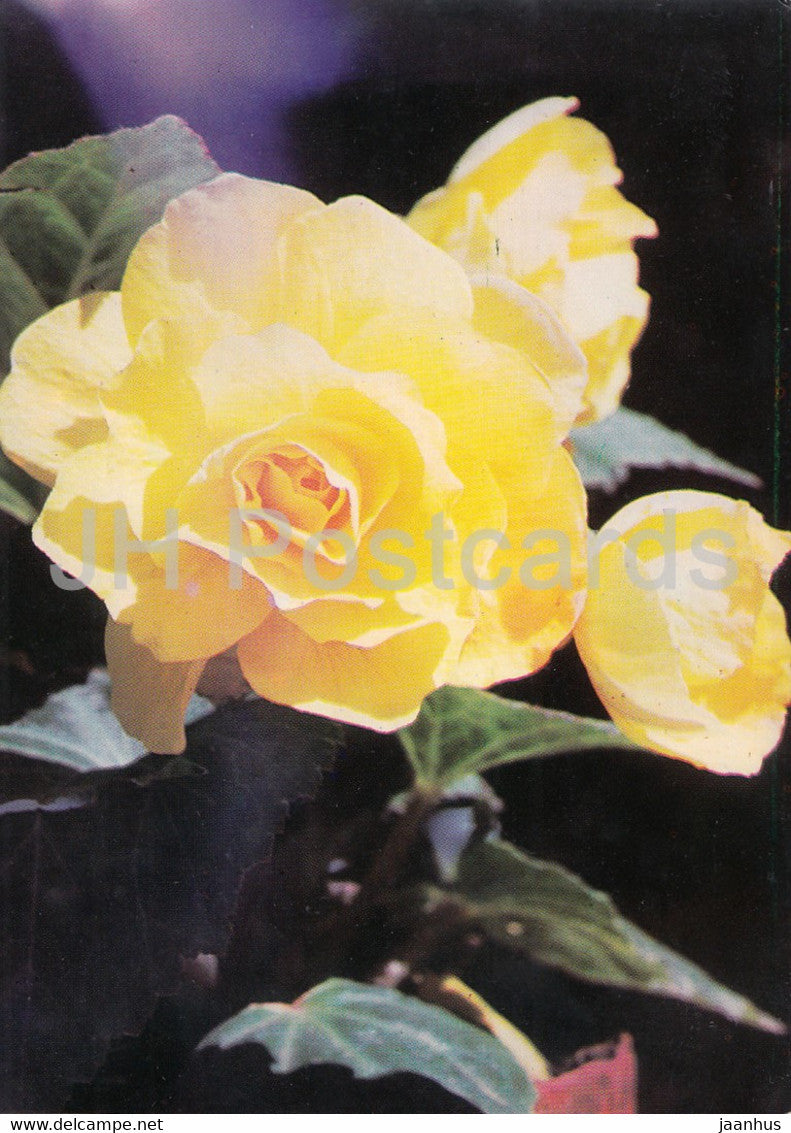 Yellow Rose - flowers - plants - Bulgaria - unused - JH Postcards
