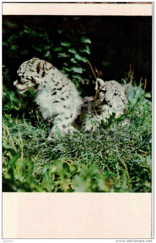 Snow leopard - Panthera uncia - 1974 - Kyrgyzstan USSR - unused - JH Postcards